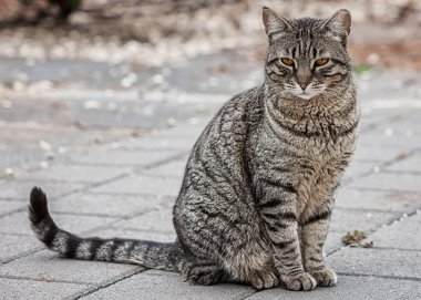 Evsiz kedi parkta yolda oturuyor