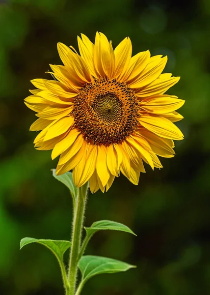 Solros Blommar Trädgården — Stockfoto