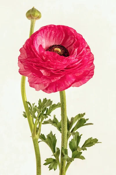 Beyaz Arkaplanda Pembe Ranunculus — Stok fotoğraf