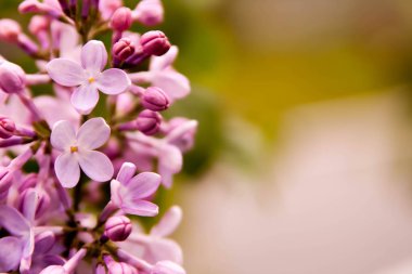 Çiçek yaz arka plan, yumuşak odak. Çiçek leylak. Arka plan bulanık.