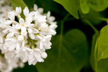Çiçek yaz arka plan, yumuşak odak. Çiçek leylak. Arka plan bulanık.
