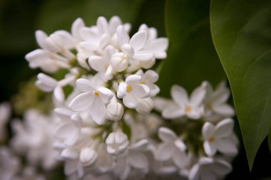 Çiçek yaz arka plan, yumuşak odak. Çiçek leylak. Arka plan bulanık.