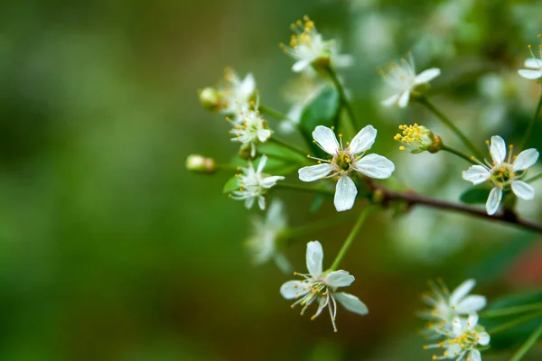 Květinové Léto Pozadí Měkké Zaostření Kvetoucí Appletree Rozmazané Pozadí — Stock fotografie