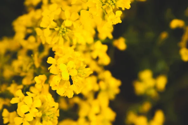 フィールドの背景の上のレイプの花のクローズ アップ 美しいソフト フォーカス — ストック写真