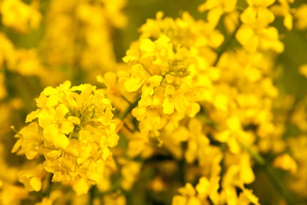 Flores Violación Cerca Fondo Del Campo Hermoso Enfoque Suave —  Fotos de Stock