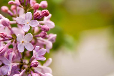Çiçek yaz arka plan, yumuşak odak. Çiçek leylak. Arka plan bulanık.