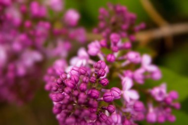 Çiçek yaz arka plan, yumuşak odak. Çiçek leylak. Arka plan bulanık.