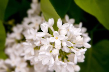 Çiçek yaz arka plan, yumuşak odak. Çiçek leylak. Arka plan bulanık.