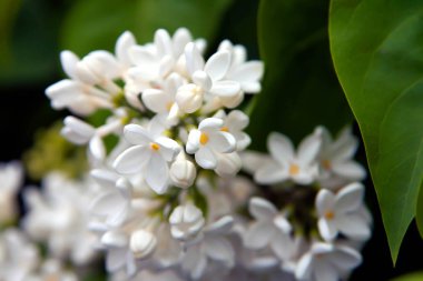 Çiçek yaz arka plan, yumuşak odak. Çiçek leylak. Arka plan bulanık.