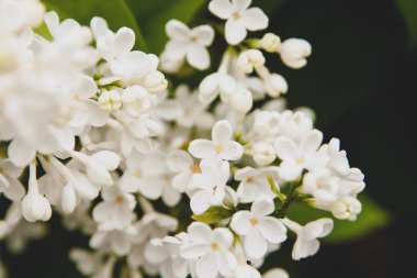 Çiçek yaz arka plan, yumuşak odak. Çiçek leylak. Arka plan bulanık.