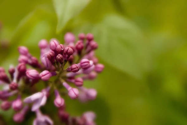 Fundo Verão Floral Foco Suave Florescer Lilás Fundo Desfocado — Fotografia de Stock