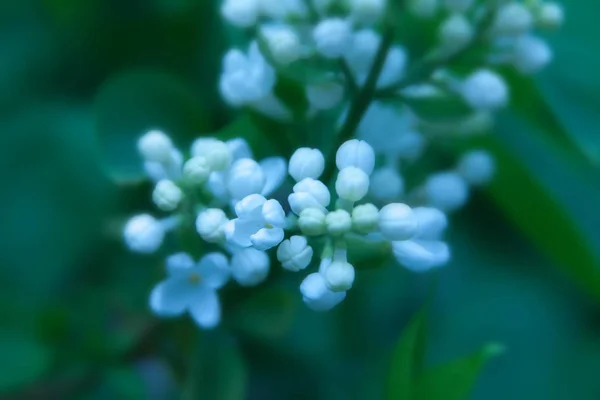 Floral Zomer Achtergrond Zachte Focus Bloeiende Lila Onscherpe Achtergrond — Stockfoto