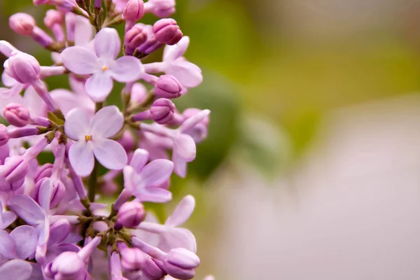 Çiçek Yaz Arka Plan Yumuşak Odak Çiçek Leylak Arka Plan — Stok fotoğraf