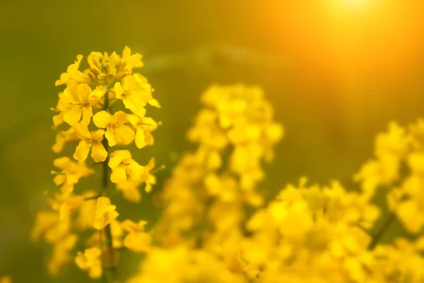 フィールドの背景の上のレイプの花のクローズ アップ 美しいソフト フォーカス — ストック写真