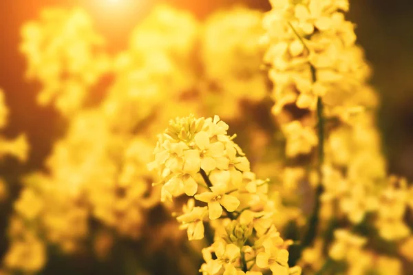 Våldtäkt Blommor Närbild Bakgrunden Fältet Vackra Mjuka Fokus — Stockfoto