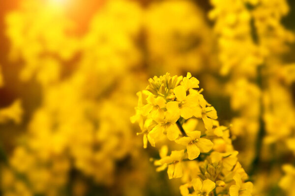 Rape flowers close-up on the background of the field. Beautiful soft focus.