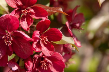 Çiçek yaz arka plan, yumuşak odak. Çiçek açan appletree. Arka plan bulanık.
