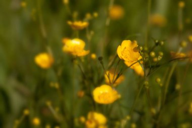 Düğün çiçeği çiçek yakın çekim alanının arka plan üzerinde. Güzel yumuşak odak.