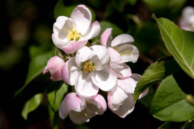 Çiçek yaz arka plan, yumuşak odak. Çiçek açan appletree. Arka plan bulanık.