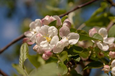 Çiçek yaz arka plan, yumuşak odak. Çiçek açan appletree. Arka plan bulanık.