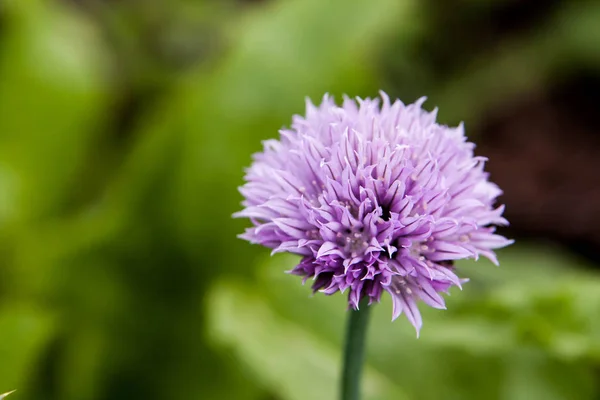 Květinové Léto Pozadí Měkké Zaostření Kvetoucí Fistulosum Rozmazané Pozadí — Stock fotografie