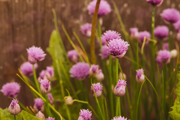 夏季花卉背景 柔和的焦点 盛开的大葱 背景模糊 — 图库照片