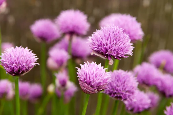 Květinové Léto Pozadí Měkké Zaostření Kvetoucí Fistulosum Rozmazané Pozadí — Stock fotografie