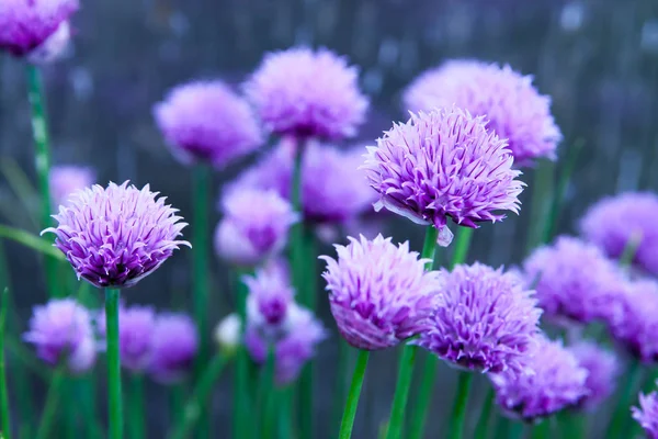 Blommig Sommar Bakgrund Mjukt Fokus Blommande Fistulosum Suddig Bakgrund — Stockfoto