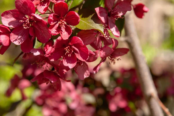 Çiçek yaz arka plan, yumuşak odak. Çiçek açan appletree. Arka plan bulanık.