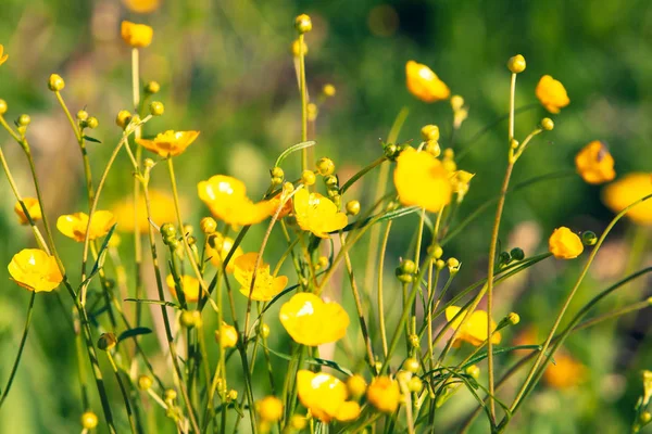 Buttercup Květiny Close Pozadí Pole Krásné Měkké Zaostření — Stock fotografie