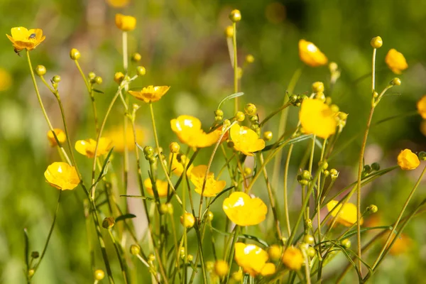 Smörblomma Blommor Närbild Bakgrunden Fältet Vackra Mjuka Fokus — Stockfoto