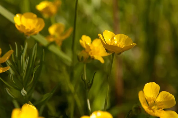 Buttercup Virágot Közelről Háttérben Mező Gyönyörű Lágy Fókusz — Stock Fotó