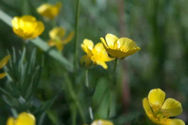 Buttercup Virágot Közelről Háttérben Mező Gyönyörű Lágy Fókusz — Stock Fotó