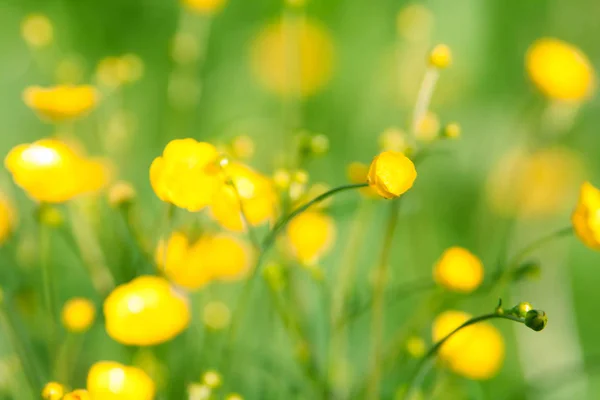 Buttercup Virágot Közelről Háttérben Mező Gyönyörű Lágy Fókusz — Stock Fotó