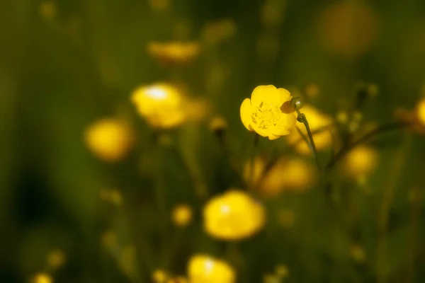 フィールドの背景のキンポウゲの花のクローズ アップ 美しいソフト フォーカス — ストック写真