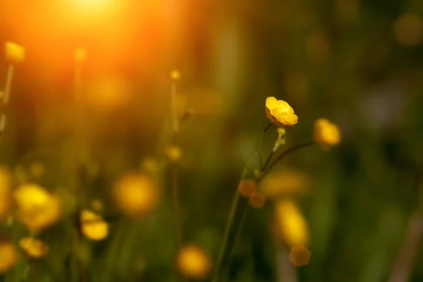 Smörblomma Blommor Närbild Bakgrunden Fältet Vackra Mjuka Fokus — Stockfoto