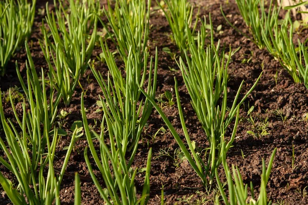 Kitchen Garden Green Onion Sprouts Ridge — Stock Photo, Image