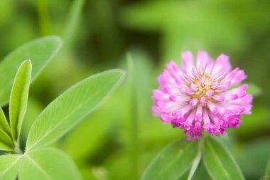 Çiçek yaz arka plan, yumuşak odak. Çiçek açan yonca. Arka plan bulanık.