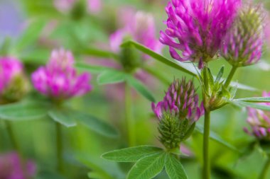Çiçek yaz arka plan, yumuşak odak. Çiçek açan yonca. Arka plan bulanık.