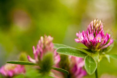 Çiçek yaz arka plan, yumuşak odak. Çiçek açan yonca. Arka plan bulanık.
