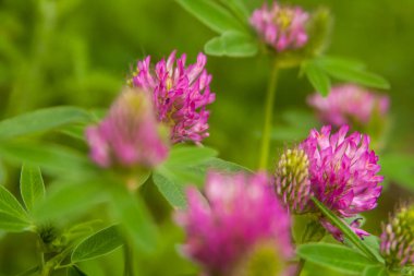 Çiçek yaz arka plan, yumuşak odak. Çiçek açan yonca. Arka plan bulanık.