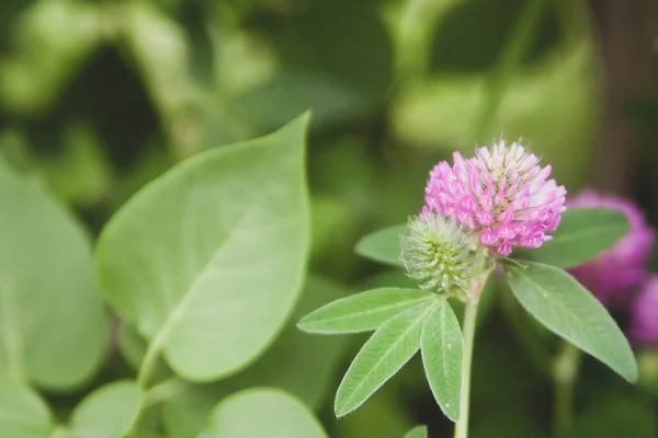 Blommig Sommar Bakgrund Mjukt Fokus Blommande Klöver Suddig Bakgrund — Stockfoto