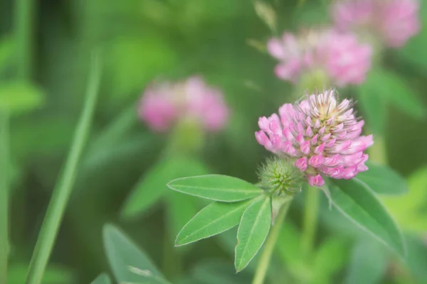 Květinové Léto Pozadí Měkké Zaostření Kvetoucí Jetel Rozmazané Pozadí — Stock fotografie