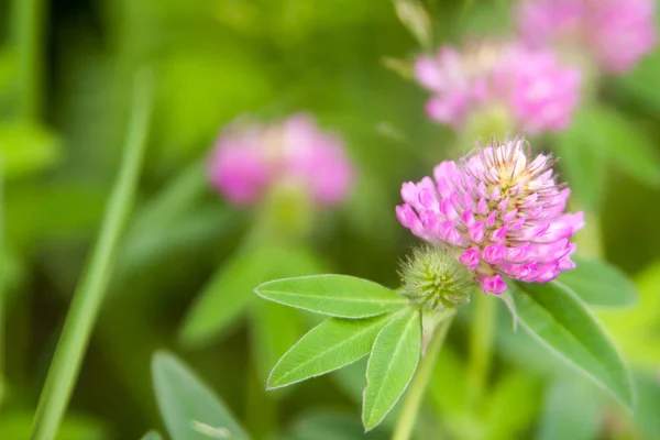 Blomstrende Sommerbakgrunn Mykt Fokus Fordømte Kløver Tåkete Bakgrunn – stockfoto