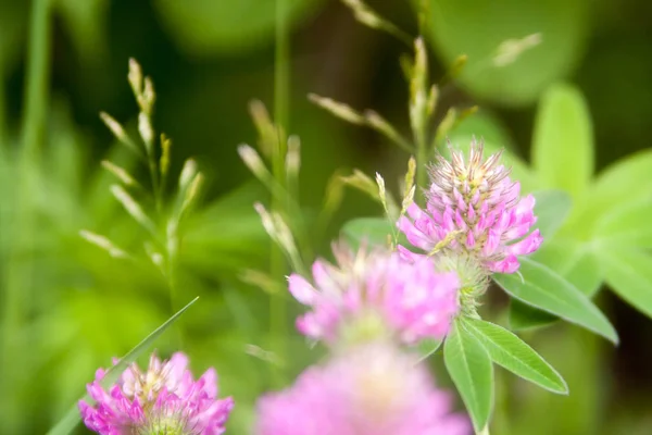 Floral Zomer Achtergrond Zachte Focus Bloeiende Klaver Onscherpe Achtergrond — Stockfoto