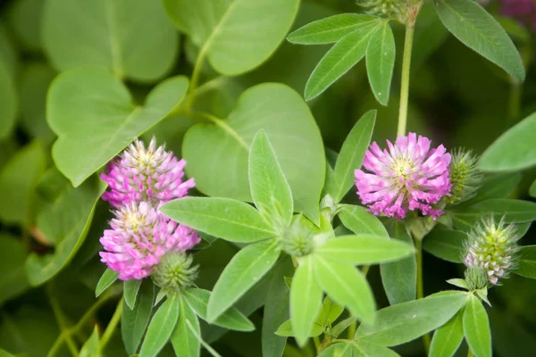 Blommig Sommar Bakgrund Mjukt Fokus Blommande Klöver Suddig Bakgrund — Stockfoto