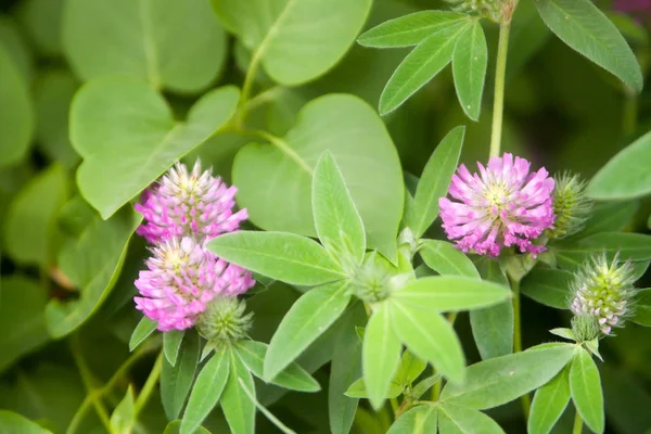 Floral Zomer Achtergrond Zachte Focus Bloeiende Klaver Onscherpe Achtergrond — Stockfoto