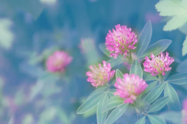 Květinové Léto Pozadí Měkké Zaostření Kvetoucí Jetel Rozmazané Pozadí — Stock fotografie
