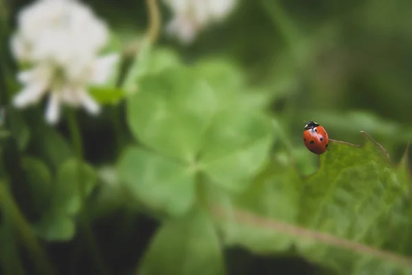 Fondo Floral Verano Enfoque Suave Trébol Floreciente Fondo Borroso Mariquita —  Fotos de Stock