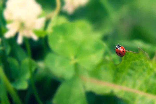 Fondo Floral Verano Enfoque Suave Trébol Floreciente Fondo Borroso Mariquita — Foto de Stock